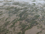 Dwarf eelgrass (Zostera noltei) meadow on a tidal flat of Arcachon Bay exposed to air during low tide